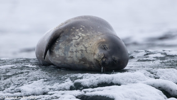 HDS30-25, Day 5, 20250318-398A4364 © Marijke de Boer - Oceanwide Expeditions.jpg