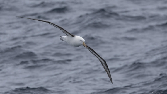 OTL31-25, Day 2, Albatross 3 © Sara Jenner  - Oceanwide Expeditions.jpg