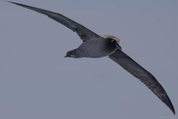 OTL31-25, Day 3, Light mantled Albatross 1© Sara Jenner - Oceanwide Expeditions.jpg