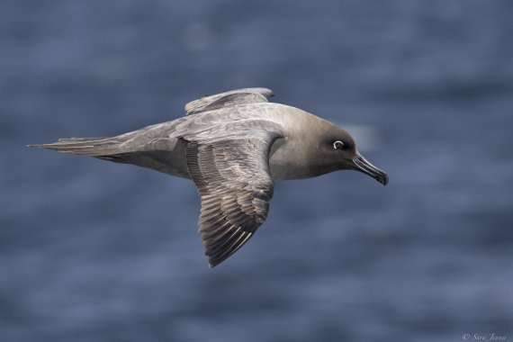 OTL31-25, Day 3, Light mantled Albatross 2© Sara Jenner - Oceanwide Expeditions.jpg