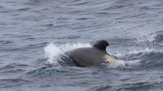 OTL31-25, Day 3, Pilot whale 1© Sara Jenner - Oceanwide Expeditions.jpg