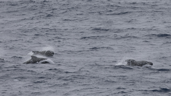 OTL31-25, Day 3, Pilot whale 2© Sara Jenner - Oceanwide Expeditions.jpg