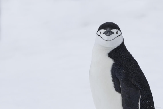 OTL31-25, Day 4, Chinstrap © Sara Jenner - Oceanwide Expeditions.jpg