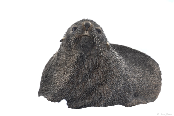 OTL31-25, Day 4, Fur seal 1 © Sara Jenner - Oceanwide Expeditions.jpg