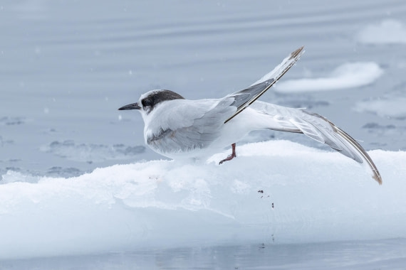 OTL31-25, Day 4, FZ1A4890 © Unknown photographer - Oceanwide Expeditions.jpg