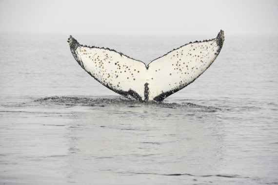 OTL31-25, Day 4, Gary 13Mar25-Whale fluke Wilhelmina Bay © Gary Miller - Oceanwide Expeditions.JPG