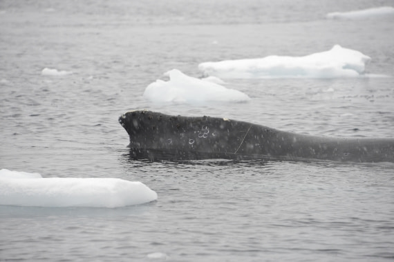 OTL31-25, Day 4, Gary-13Mar25-Whale dorsal-Wilhelmina Bay © Gary Miller - Oceanwide Expeditions.JPG