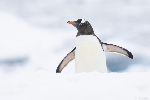 OTL31-25, Day 4, Gentoo 1 © Sara Jenner - Oceanwide Expeditions.jpg