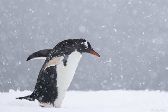 OTL31-25, Day 4, Gentoo 2 © Sara Jenner - Oceanwide Expeditions.jpg