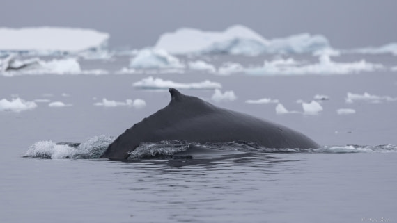 OTL31-25, Day 4, Humpback 1 © Sara Jenner - Oceanwide Expeditions.jpg