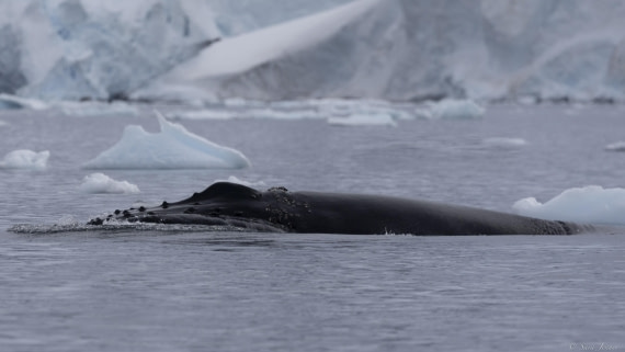 OTL31-25, Day 4, Humpback 2 © Sara Jenner - Oceanwide Expeditions.jpg