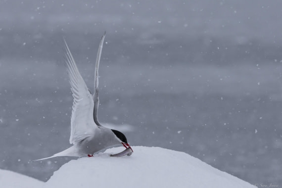 OTL31-25, Day 4, Tern © Sara Jenner - Oceanwide Expeditions.jpg