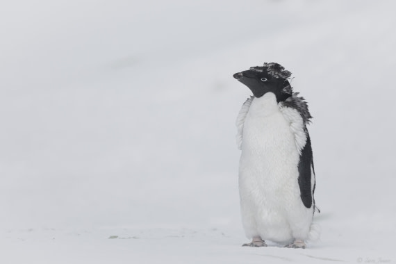 OTL31-25, Day 5, Adelie penguin © Sara Jenner  - Oceanwide Expeditions.jpg