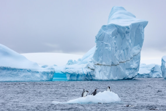 OTL31-25, Day 5, FZ1A4943 © Unknown photographer - Oceanwide Expeditions.jpg