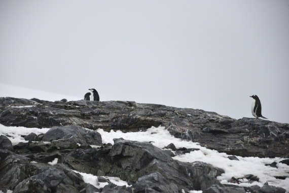 OTL31-25, Day 5, Gary-14Mar25-Port Charcot-Chinstrap © Gary Miller - Oceanwide Expeditions.JPG