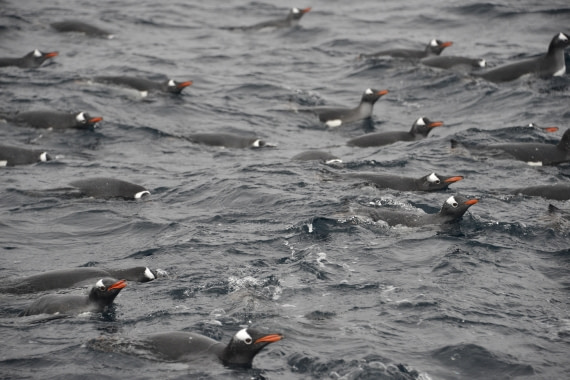 OTL31-25, Day 5, Gary-14Mar25-Port Charcot-Gentoo group swimming © Gary Miller - Oceanwide Expeditions.JPG