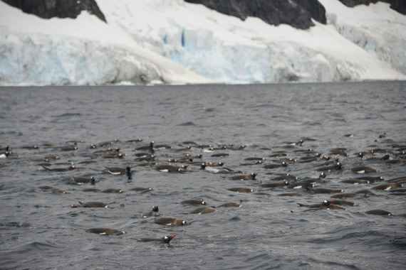 OTL31-25, Day 5, Gary-14Mar25-PortCharcot-Gentoos swimming1 © Gary Miller - Oceanwide Expeditions.JPG