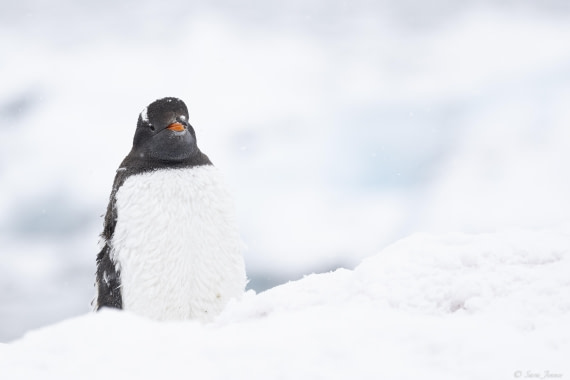 OTL31-25, Day 5, Gentoo penguin © Sara Jenner - Oceanwide Expeditions.jpg