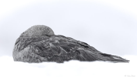 OTL31-25, Day 5, Petrel 2© Sara Jenner - Oceanwide Expeditions.jpg