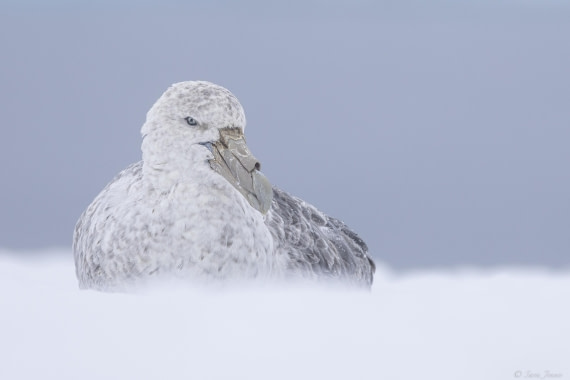 OTL31-25, Day 5, Petrel 3© Sara Jenner - Oceanwide Expeditions.jpg