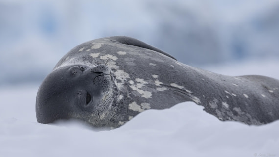 OTL31-25, Day 5, Weddell Seal© Sara Jenner - Oceanwide Expeditions.jpg