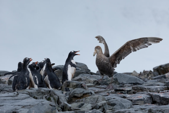 OTL31-25, Day 7, FZ1A5134 © Unknown photographer - Oceanwide Expeditions.jpg