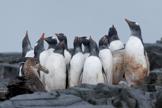 OTL31-25, Day 7, FZ1A5144 © Unknown photographer - Oceanwide Expeditions.jpg