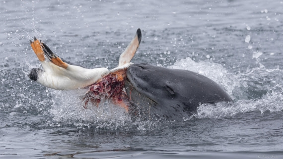 OTL31-25, Day 7, Leopard Seal 1© Sara Jenner - Oceanwide Expeditions.jpg