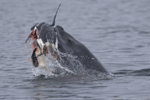 OTL31-25, Day 7, Leopard Seal 3© Sara Jenner - Oceanwide Expeditions.jpg