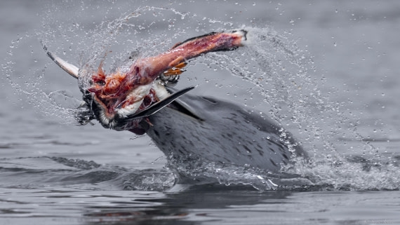 OTL31-25, Day 7, Leopard Seal 4© Sara Jenner - Oceanwide Expeditions.jpg