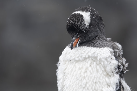 OTL31-25, Day 7, Moulting gentoo© Sara Jenner - Oceanwide Expeditions.jpg