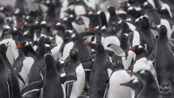 OTL31-25, Day 8, Danco Island © Sara Jenner - Oceanwide Expeditions.jpg