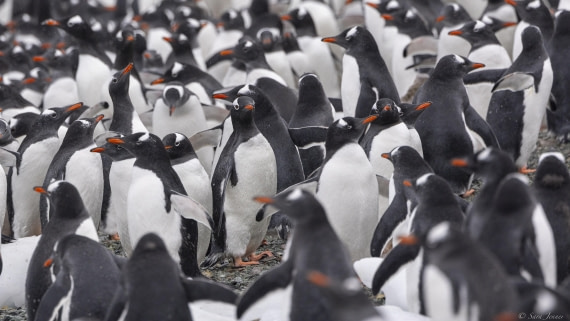 OTL31-25, Day 8, Danco Island 2 © Sara Jenner - Oceanwide Expeditions.jpg