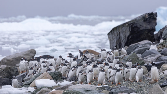 OTL31-25, Day 8, Danco Island 3 © Sara Jenner - Oceanwide Expeditions.jpg