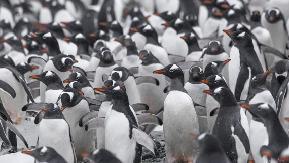 OTL31-25, Day 8, Danco Island 4 © Sara Jenner - Oceanwide Expeditions.jpg