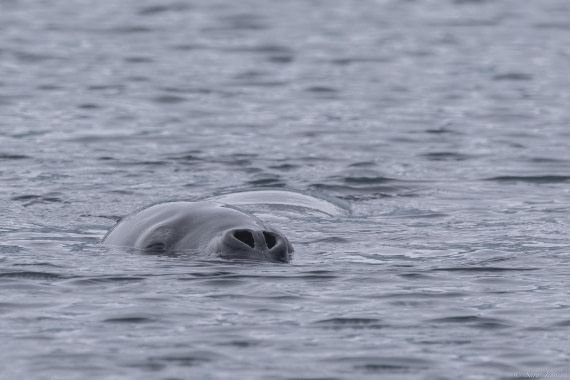 OTL31-25, Day 8, Leopard Seal© Sara Jenner - Oceanwide Expeditions.jpg