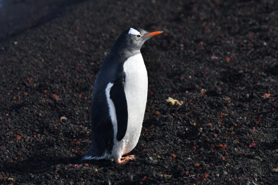 OTL31-25, Day 9, Gentoo Deception © Saskia van der Meij - Oceanwide Expeditions.JPG