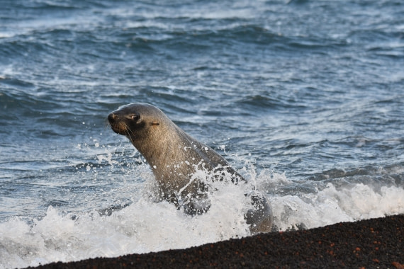 OTL31-25, Day 9, Fur seal Deception © Saskia van der Meij - Oceanwide Expeditions.JPG
