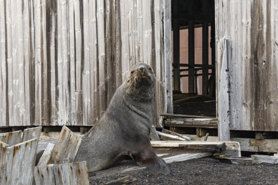 OTL31-25, Day 9, Whalers Bay 3© Sara Jenner - Oceanwide Expeditions.jpg
