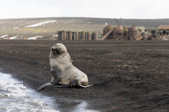OTL31-25, Day 9, Whalers Bay 5© Sara Jenner - Oceanwide Expeditions.jpg