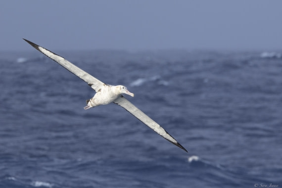 OTL31-25, Day 11, Albatross 1 (2) © Sara Jenner  - Oceanwide Expeditions.jpg