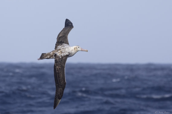 OTL31-25, Day 11, Albatross 2 (2) © Sara Jenner  - Oceanwide Expeditions.jpg