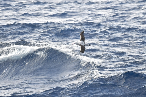 OTL31-25, Day 11, Albatross 3 (2) © Saskia van der Meij - Oceanwide Expeditions.JPG