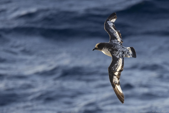OTL31-25, Day 11, Cape petrel © Sara Jenner - Oceanwide Expeditions.jpg