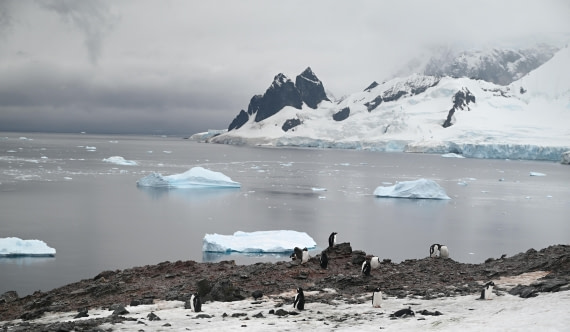 Penguins on Danco Island