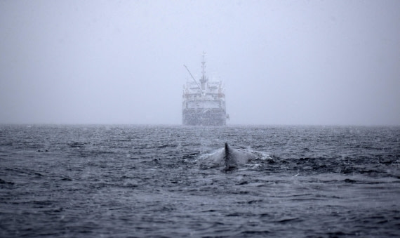 Plancius and the whale