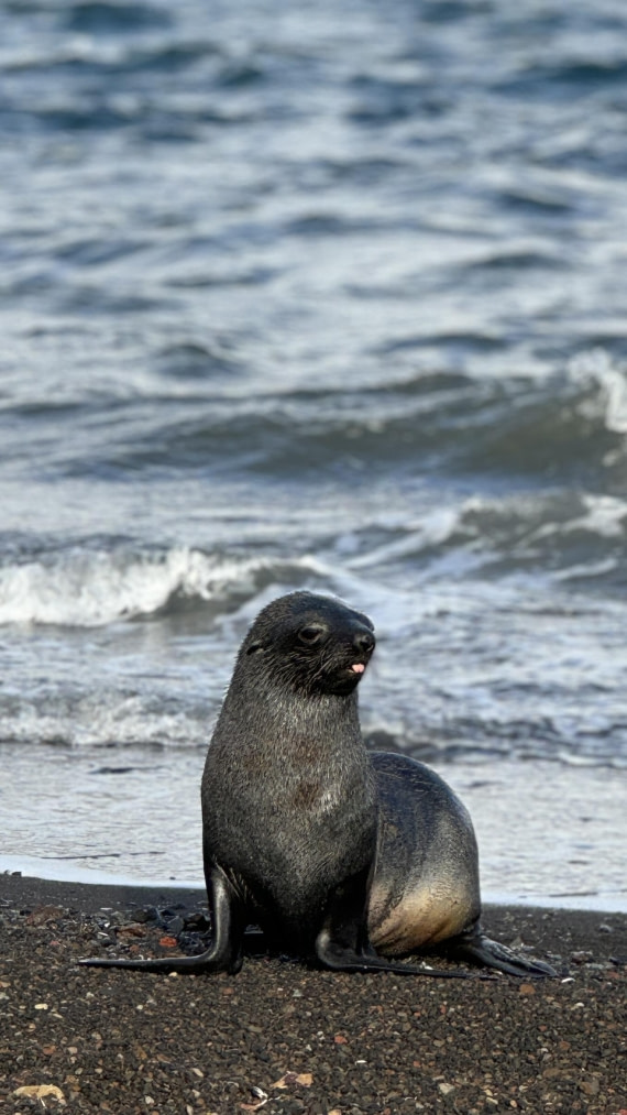 seal