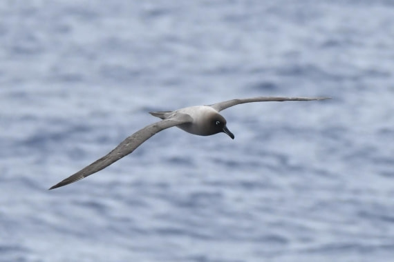 HDS29-25, B Alb LMnt DSC_6951_comp © Karl Phillips - Oceanwide Expeditions.jpg
