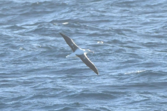 HDS29-25, B Alb SRoy DSC_7982_comp © Karl Phillips - Oceanwide Expeditions.jpg