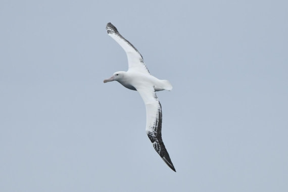 HDS29-25, B Alb Wand DSC_8506_comp © Karl Phillips - Oceanwide Expeditions.jpg